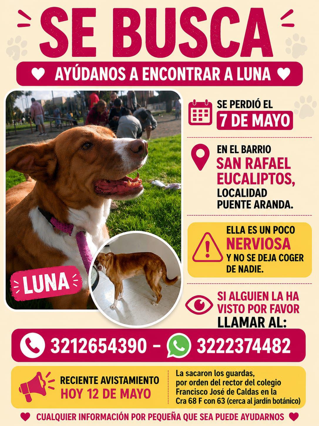 Mascota perdida 2
