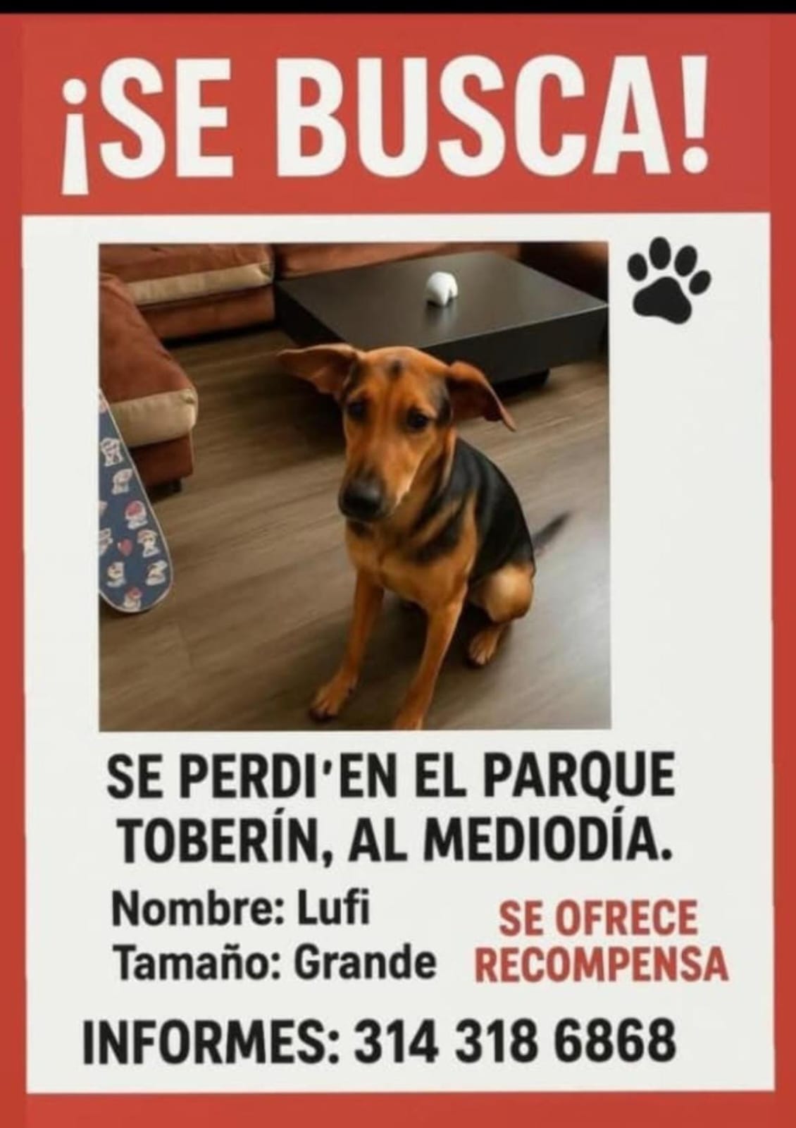 Mascota perdida 3
