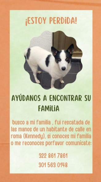 Mascota perdida 4